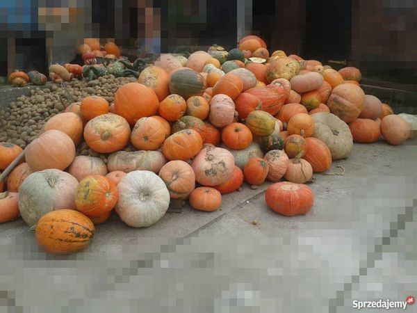 Polska dynia do dekoracji na Halloween