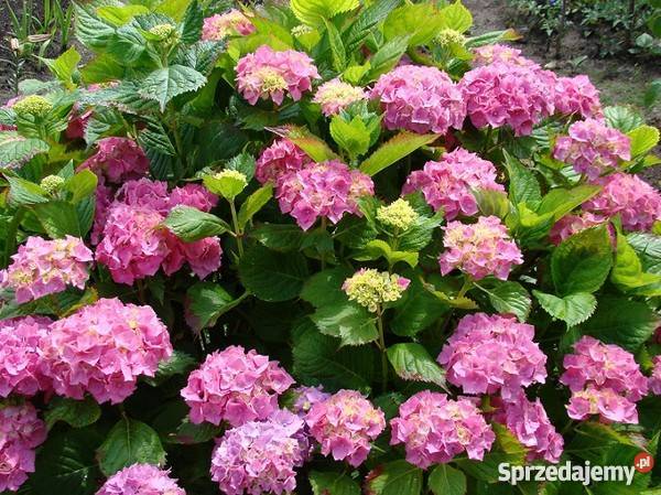 Przycinanie hortensji w ogrodzie