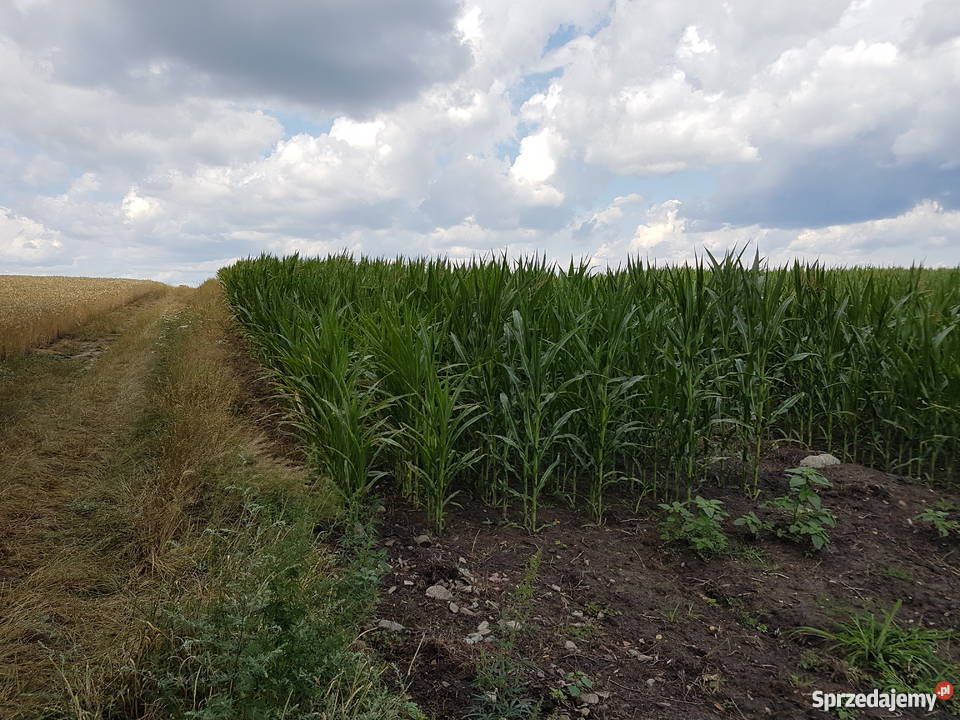 kukurydza na polu