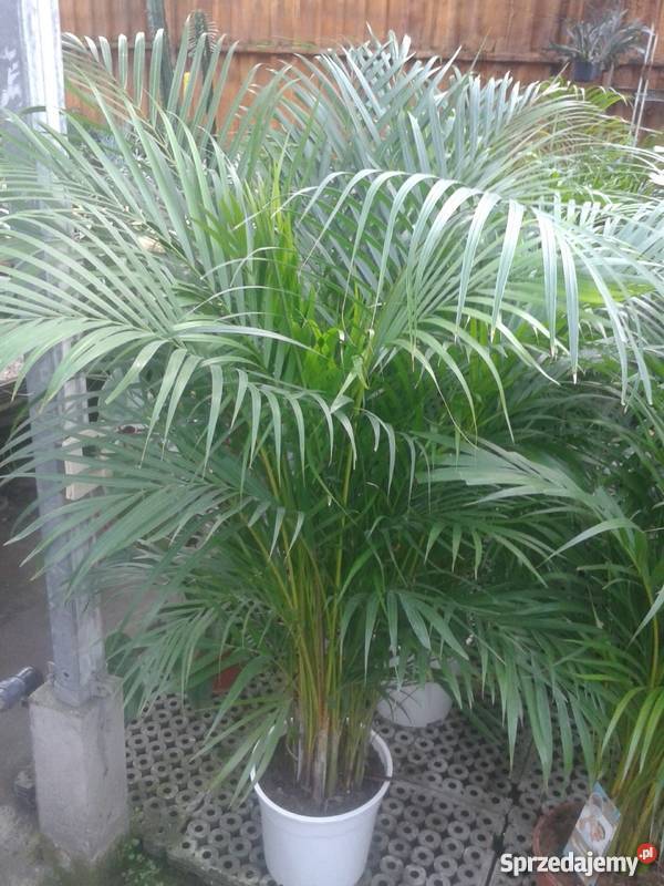 palma areca