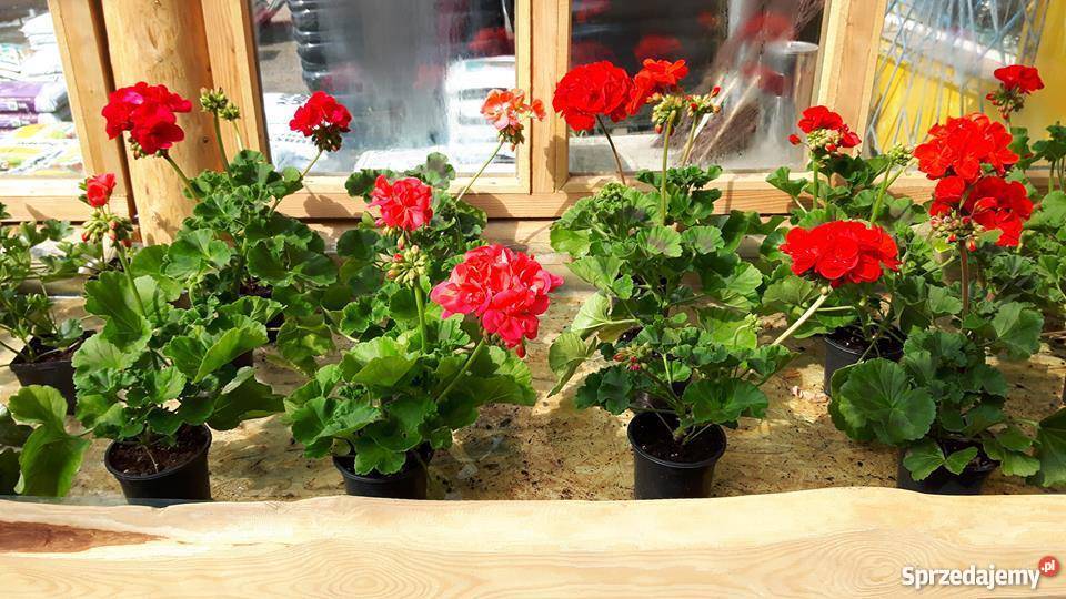 pelargonie