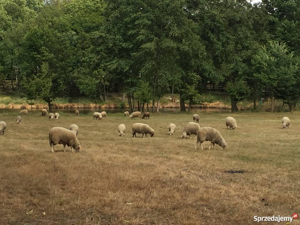 stado owiec