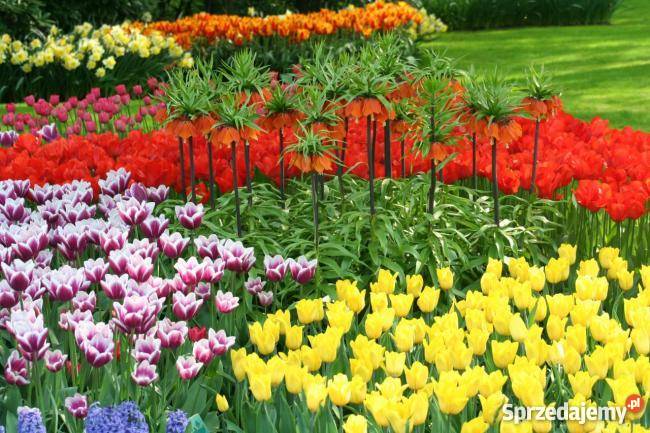 tulipany