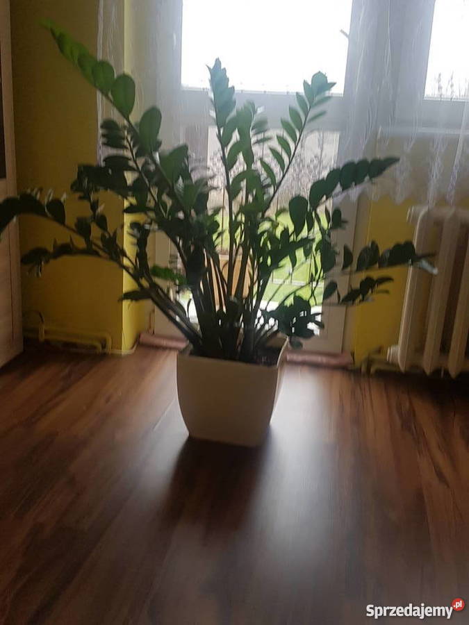 zamiokulkas zamiolistny