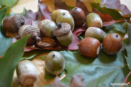 Żołędzie na jesienne dekoracje